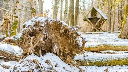 Zimowe migawki z puszczy Boreckiej, luty 2022 r.
