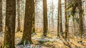 Zimowe migawki z puszczy Boreckiej, luty 2022 r. - zdjęcie 6