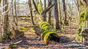 Rezerwat Sztynort u progu wiosny 2022 r. - zdjęcie 27