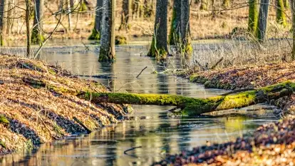 Rezerwat Sztynort u progu wiosny 2022 r.