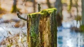 Rezerwat Sztynort u progu wiosny 2022 r. - zdjęcie 30