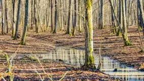 Rezerwat Sztynort u progu wiosny 2022 r. - zdjęcie 12