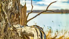 Jezioro Kirsajty i przedwiośnie - zdjęcie 57