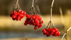 Jezioro Dobskie w okolicach Dziewiszewa, wyspa Gilma - zdjęcie 31