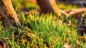 Zachód słońca nad jeziorem Kisajno, Zimny Kąt - zdjęcie 34