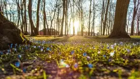 Kwitnące cebulice i wiosna w giżyckim parku - zdjęcie 24