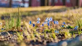 Kwitnące cebulice i wiosna w giżyckim parku - zdjęcie 17