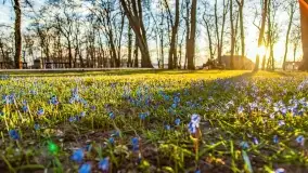 Kwitnące cebulice i wiosna w giżyckim parku - zdjęcie 15
