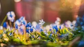 Kwitnące cebulice i wiosna w giżyckim parku - zdjęcie 13