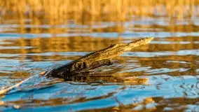 Wschód słońca przy wyspie Wydmińskiej, kwiecień 2022 r. - zdjęcie 19