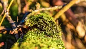 Wschód słońca przy wyspie Wydmińskiej, kwiecień 2022 r. - zdjęcie 14