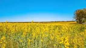 Złote, rzepakowe mazurskie pola z jeziorami w tle - zdjęcie 40