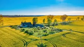 Złote, rzepakowe mazurskie pola z jeziorami w tle - zdjęcie 26