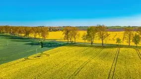 Złote, rzepakowe mazurskie pola z jeziorami w tle - zdjęcie 50