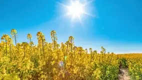 Złote, rzepakowe mazurskie pola z jeziorami w tle - zdjęcie 64