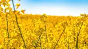 Złote, rzepakowe mazurskie pola z jeziorami w tle - zdjęcie 51