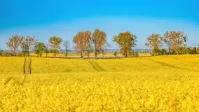 Złote, rzepakowe mazurskie pola z jeziorami w tle - zdjęcie 80