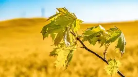 Złote, rzepakowe mazurskie pola z jeziorami w tle - zdjęcie 56