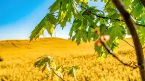 Złote, rzepakowe mazurskie pola z jeziorami w tle - zdjęcie 10