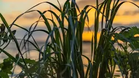 Zachód słońca nad jeziorem Dargin, maj 2022 r. - zdjęcie 19