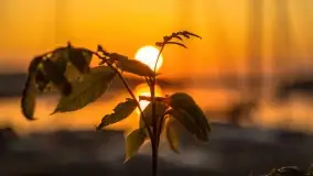 Wschód słońca nad jeziorem Mamry, Stanica Wodna Kietlice, czerwiec 2022 - zdjęcie 40