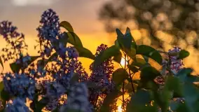 Zachód słońca nad jeziorem Kirsajty, koniec maja 2022 - zdjęcie 3