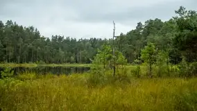 Fotorelacja -  Ogólnopolski Dzień Parków Krajobrazowych w Puszczy Piskiej - zdjęcie 47