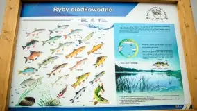 Warsztaty kulinarne w Karwiku - foteralacja - zdjęcie 34