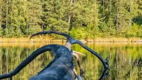 Jezioro Wesołek i puszcza Piska - zdjęcie 15