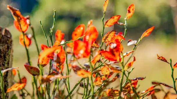 Jezioro Wesołek i puszcza Piska - zdjęcie 9