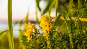 Zachód słońca w Pieczarkach, jezioro Dargin, lipiec 2022 - zdjęcie 9