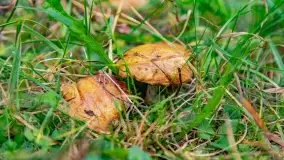 Nie-Sezon grzybowy na Mazurach dobiega do końca - zdjęcie 34