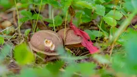 Nie-Sezon grzybowy na Mazurach dobiega do końca - zdjęcie 6