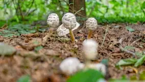 Nie-Sezon grzybowy na Mazurach dobiega do końca - zdjęcie 4