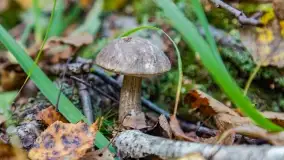 Nie-Sezon grzybowy na Mazurach dobiega do końca - zdjęcie 36