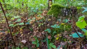 Nie-Sezon grzybowy na Mazurach dobiega do końca - zdjęcie 57