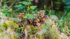 Nie-Sezon grzybowy na Mazurach dobiega do końca - zdjęcie 63