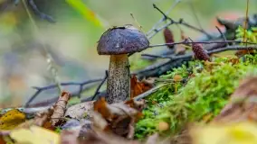 Nie-Sezon grzybowy na Mazurach dobiega do końca - zdjęcie 54