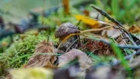 Nie-Sezon grzybowy na Mazurach dobiega do końca - zdjęcie 72