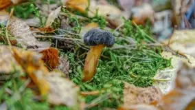 Nie-Sezon grzybowy na Mazurach dobiega do końca - zdjęcie 35