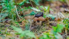 Nie-Sezon grzybowy na Mazurach dobiega do końca - zdjęcie 47