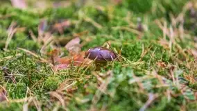 Nie-Sezon grzybowy na Mazurach dobiega do końca - zdjęcie 59