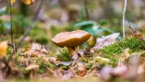 Nie-Sezon grzybowy na Mazurach dobiega do końca - zdjęcie 80