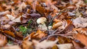 Nie-Sezon grzybowy na Mazurach dobiega do końca - zdjęcie 81