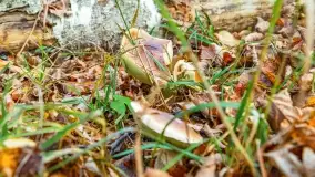 Nie-Sezon grzybowy na Mazurach dobiega do końca - zdjęcie 86