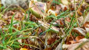 Nie-Sezon grzybowy na Mazurach dobiega do końca - zdjęcie 79