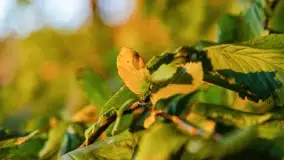 Jesienny zachód słońca nad jeziorem Mój, październik 2022 - zdjęcie 8