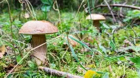 Mazury i grzyby... piękne połączenie - zdjęcie 4