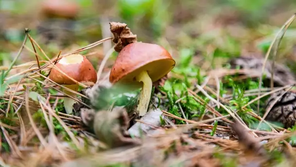 Mazury i grzyby... piękne połączenie - zdjęcie 5
