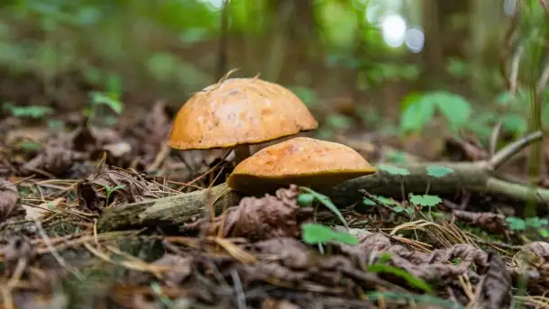 Mazury i grzyby... piękne połączenie - zdjęcie 8